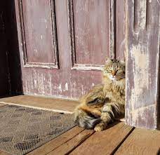 Is your cat scratching the door or door frame? Why Does My Cat Try To Climb The Door Frame Solution Feline Follower