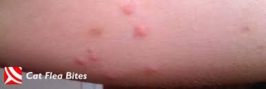 Flea allergy dermatitis as the name implies is an allergy which affects both cats and dogs. Pin On Bristol Pest Control