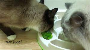 Slowly transition your picky cat to a species appropriate raw diet by learning from our guides to be prepared before taking the plunge into raw feeding. Wet Food Puzzles Food Puzzles For Cats