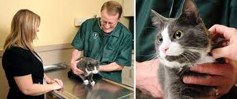 Whether we're practicing preventative medicine, diagnosing your pet's medical condition or providing emergency veterinary care, our veterinarians are prepared to help you and your pet in any situation at any time of the day. Pet Wellness Exams Vaccinations Northwest Indiana Hobart Animal Clinic