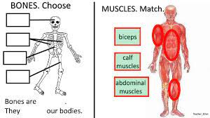 They form by the fusion and elongation of numerous precursor cells called myoblasts. Bones Muscles And Joints Worksheet