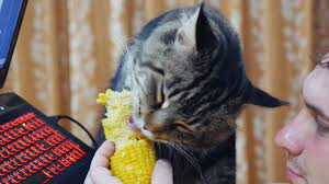 Luckily, if properly prepared and given in moderation, all. Can Cats Eat Corn Is It Harmful For Your Kitty