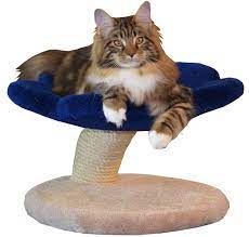 Myths, legends and lore surround the maine coon cat. Cloud 9 Cat Trees Nothing But The Best For Your Cat