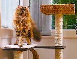 In fact, they are one of the largest domesticated breed available! Cat Trees For Maine Coons Petswall