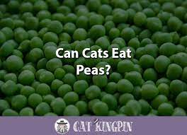 Pet ducks and goose eat peas. Can Cats Eat Peas Cat Kingpin
