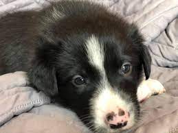 Find border collie in dogs & puppies for rehoming | 🐶 find dogs and puppies locally for sale or adoption in british columbia : Oregon Border Collie Posts Facebook