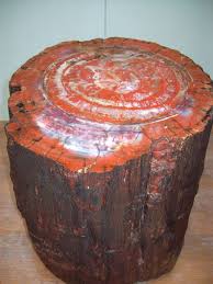 Petrified Wood With Opal Petrified Wood Fossils Rocks And Gems