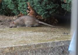 Entdecken sie ratten im garten, bewahren sie vor allem erstmal die ruhe. Bestohygienica Ratten Bekampfen Schadlingsbekampfung