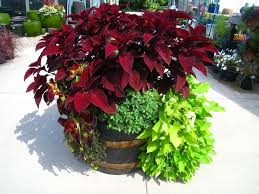 Hornbaker Gardens Container Plants Full Sun Container Plants Container Gardening