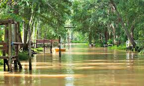 Resultado De Imagen Para Delta Del Tigre Tren Alamos Tigre Argentina Argentina Buenos Aires Argentina