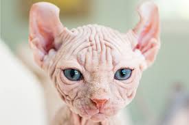 Sphynx cats raised as pets are priced from $1000 >> view more: Sphynx Cats 5 Things To Know About Living With Hairless Cats Catster