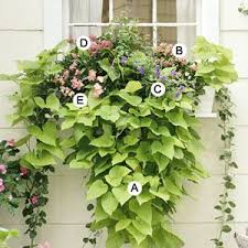 Easy Beautiful Window Boxes For Sun Window Box Flowers Garden Containers Window Boxes