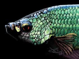 Today im going to talking about black dragon betta. Dragonscale Betta Up Close By Greyviolett On Deviantart