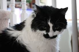 Cow Cat Cow Cat Cats White Cats