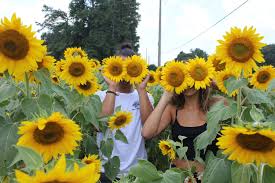 7 Places In Georgia You Need To Visit Wandering Georgian Sunflower Fields Springs In Georgia Georgia Travel Uswildflowers database state list for georgia. sunflower fields springs in georgia