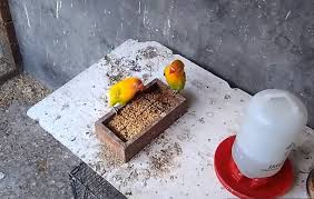 Rahasia lovebird konslet mangap mangap, ternyata. 2 Racikan Pakan Lovebird Konslet Dan Cara Melatihnya Burungnya Com