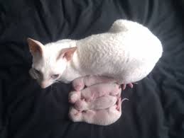 Selkirk rex kittens are $950 pet price. White Cornish Rex Kittens For Sale Rhyl Denbighshire Pets4homes