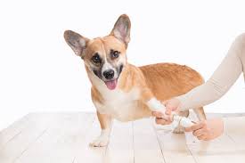 Grinding your dog's nails can be a lot safer & easier than clipping them, but only if you have a. The Best Dog Nail Grinders According To A Vet Pet Life Today