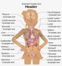 The center for compassion and altruism research and education: Girl Diagram Template Women S Body Parts Diagram 2972x2986 Png Download Pngkit