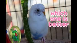 To differentiate male and female, look at their cere, right above their beak. Does A Male Or Female Budgie Make A Better Pet Youtube