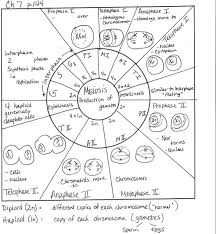 Comparing Mitosis And Meiosis Worksheet Name Instructions Doc Teaching Biology Science Cells High School Science
