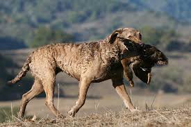Chesapeake bay retrives puppies for sale! Chesapeake Bay Retriever Dog Breed Information