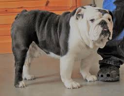 The bulldog breed comes from britain. Akc English Bulldog Stud Service Mini English Bulldog Studs