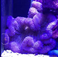 Purple Carpet Anemone Reef2reef Saltwater And Reef Aquarium Forum Red carpet anemone or giant anemone are one of the largest of the anemones available in the.