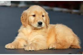 A golden retriever puppy was found alive after being left alone in an apartment by his owner, a university of oregon college student. Golden Retriever Puppies Adoption Nj Petsidi