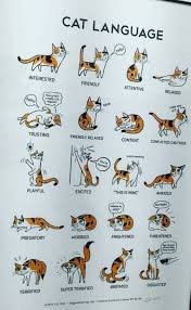 Cat Language Cat Language Cat Body Cats