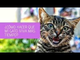 Hay Una Gran Variedad De Plantas Toxicas Para Los Gatos Los Lirios Son Una De Ellas Conoce Los Signos Y Como Actu Gatos Cuidado Del Gatito Animales Graciosos