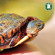 Turtle Conservancy Turtle Wood Turtle Baby Turtles