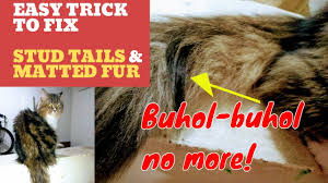 Over time this rubbing will leave greasy patches. How To Fix Matted Fur And Stud Tail Cheap Simple Trick Matangpusa Youtube