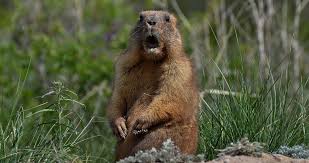Only a groundhog named punxsutawney phil knows for sure. 3 Lessons From Groundhog Day To Help You Manage Your Business