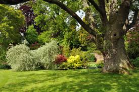 Here are some basic guidelines to follow when before you. Beautiful Trees To Plant In Your Garden Pineca Com