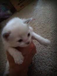 When you are ready, contact the cat breeders, rescues or pet owners of your favorite kittens to learn more and plan your visit. Ragdoll Kittens For Sale Craigslist Petfinder
