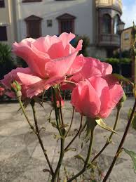 La Roca Encantada Rosas De Mayo En El Paseo De Martos En Estos Di Rosas Rocas Paseos