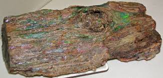 Opalized Petrified Wood This Might Be The Prettiest Log I Ve Ever Seen Petrified Wood Forms When Wood Petrified Wood Minerals And Gemstones Rocks And Minerals