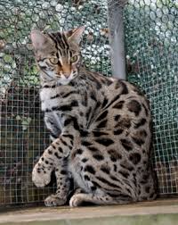 Our love for the breed comes from our first bengal, willow. Bengal Cat Breeder Brown Bengal Cats Golden Bengal Kittens Snow Bengal Kittens