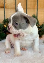 French bulldog puppies come in all colors from blue, blue pied, lilac, sable and cream. All You Need To Know About Blue Pied French Bulldogs French Bulldogs La