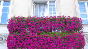 Las plantas colgantes le dan una vida muy diferente a una estancia, ya sea dentro de la casa como en la parte exterior. Como Elegir Las Plantas Para El Balcon Flores Y Plantas Blog Flor Flora Flores Para Todas Las Ocasiones