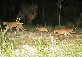 Cat forest displays nine feline species in four acres of spacious, naturalistic environments. Big Cat Conservation Right Here In Florida Catty Shack Ranch