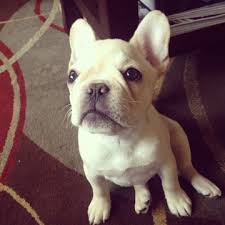 Find french bulldog puppies and dogs for adoption today! Seattle Puppies Steve The French Bulldog Sniff Seattle Dog Walkers