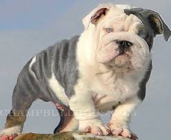 We are a small family breeder that never kennels our dogs; Blue Bulldog Puppies For Sale Blue English Bulldogs Black Blue English Bulldogs Rare Blue English Bulldog Pu English Bulldog Puppies Bulldog Puppies Bulldog
