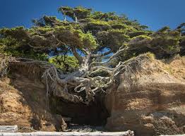 84 Badass Trees That Refuse To Die No Matter What Nature Tree Unique Trees Weird Trees