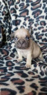 All pbrok dogs are spayed and neutered prior to adoption. French Bulldog Puppy For Sale Adoption Rescue For Sale In Oklahoma City Oklahoma Classified Americanlisted Com