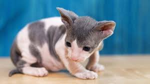 The going prices near you may. Cornish Rex Price Personality Lifespan