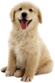 We've listed all the golden retriever rescues in the united states and listed them state by state. Rescue Dog Stories From Mendham Nj Coldwell Banker Mendham Baby Dogs Cute Dogs Retriever Puppy
