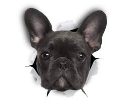 Alibaba.com offers 1,394 french bulldog gifts products. Winston Bear French Bulldog 3d Dog Stickers 2 Pack Black French Bulldog Gifts For Wall Fridge Toilet And More Retail Packaged Frenchie Stickers Amazon Com Au Home