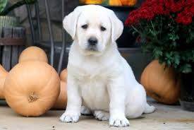 He is a fast learner and loves to be near his people. Labrador Retriever English Cream Puppies For Sale Puppy Adoption Keystone Puppies
